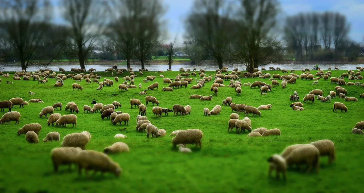 sheep-gf41176761_1920 Achtung! Schafe!