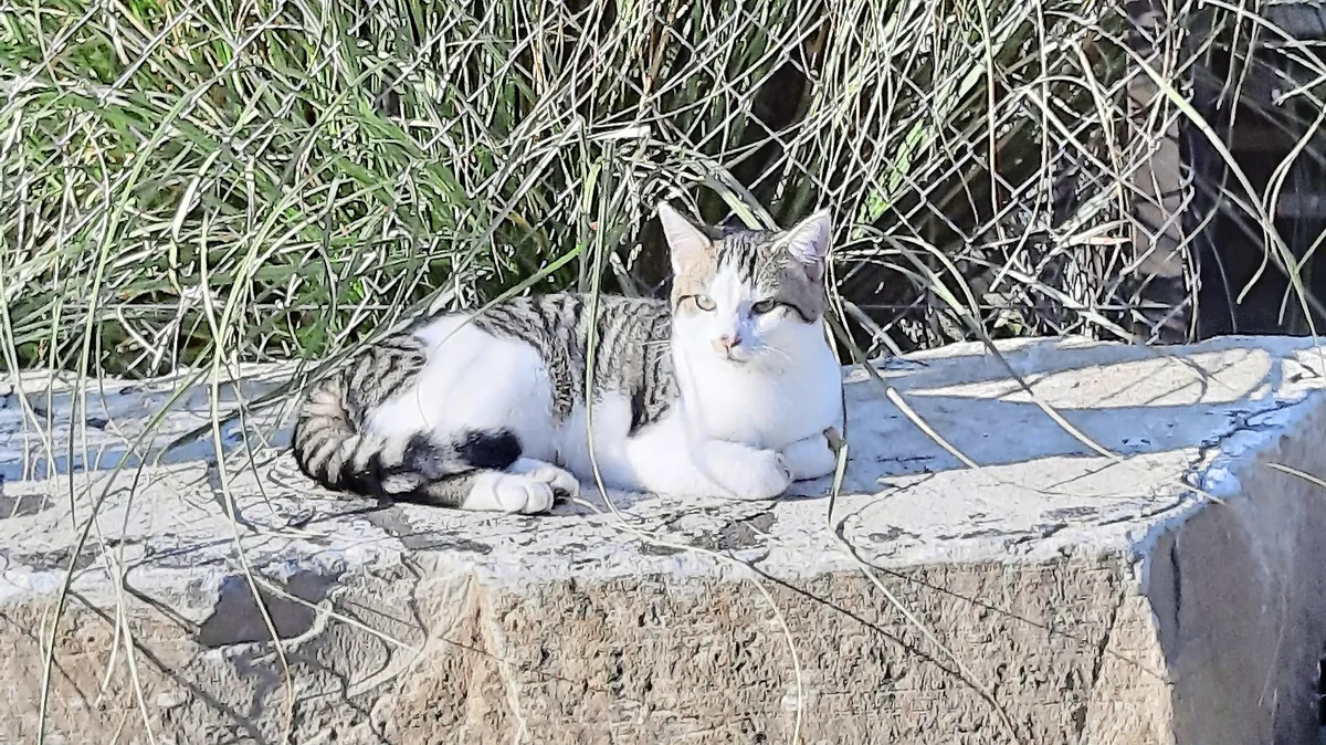 Katzenbisse dürfen nicht unterschätzt werden