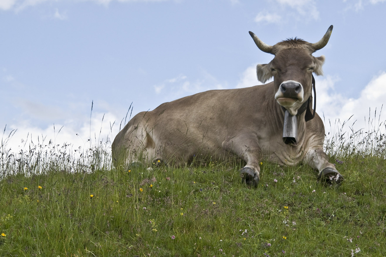 Braunvieh-Kuh mit Hörnern und Glocke. (Bild Urs Steudler/landwirtschaft.ch)