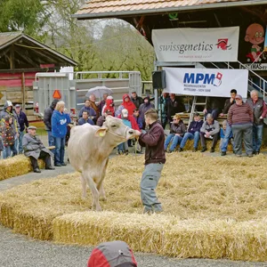 Impression von einer früheren Auktion auf dem Horben. Im Moment wird vor allem ab Stall verkauft.(Archivbild ha)