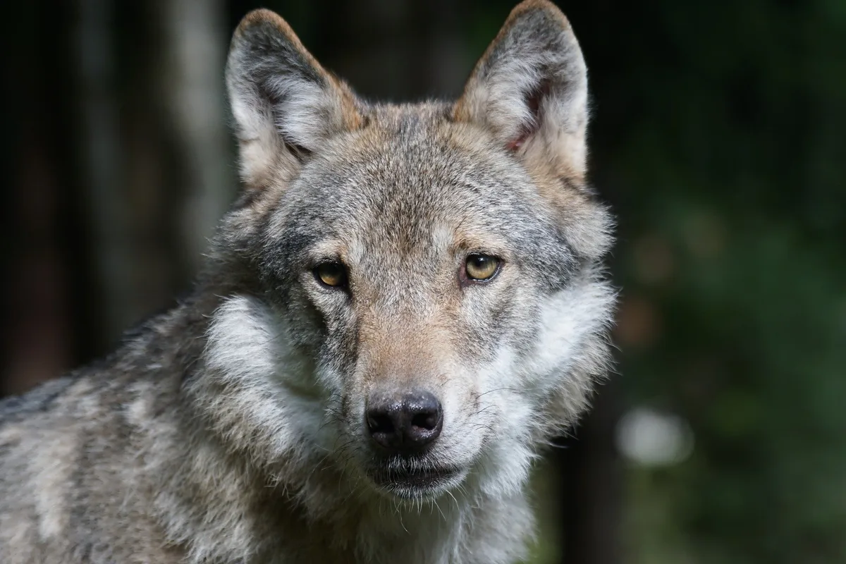 wolf-pixel-mixer Waadt übt bei Wolfsregulierung Druck auf Bund aus
