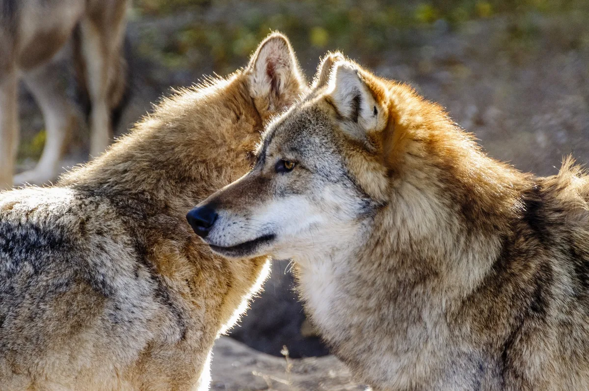 wolf-7867593 Kanton Wallis darf Wölfe im Val d'Hérens nicht regulieren
