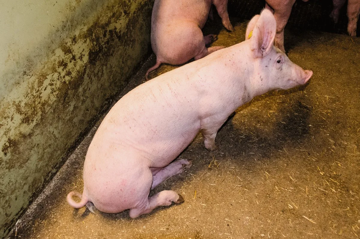 e6fb3785ef1a157b132b9d9ecd19c7d4b26a731d Ein Mastjager leidet an den für Schweineräude typischen Hautveränderungen im Schinkenbereich. Er hat Kratzspuren, die über den ganzen Rücken verlaufen. Bild: Suisag