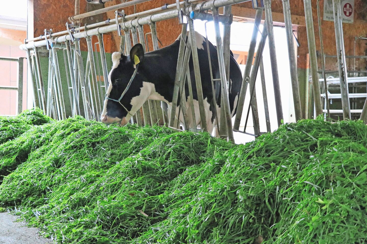 Eine effiziente Fütterung von Milchkühen ist entscheidend für die Produktivität und den wirtschaftlichen Erfolg. Zusätzliche Gaben von Vitamin B3 (Niacin) sollten gut überlegt sein.