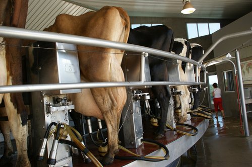 An der EuroTier werden die neusten Erfindungen für die Tierhaltung präsentiert. (Bild: lid)