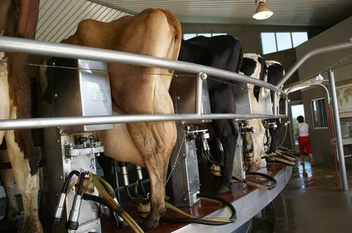 An der EuroTier werden die neusten Erfindungen für die Tierhaltung präsentiert. (Bild: lid)