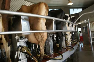 An der EuroTier werden die neusten Erfindungen für die Tierhaltung präsentiert. (Bild: lid)
