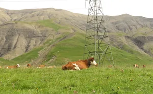 Zum optimalen Erhalt der genetischen Vielfalt der Schweizer Futterpflanzen sollten die in-situ-Flächen möglichst über die ganze Schweiz und verschiedene Höhenlagen verteilt sein.