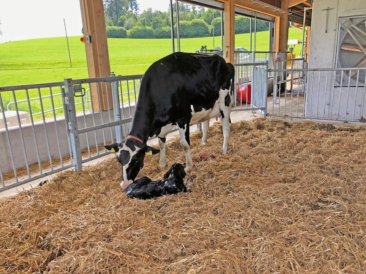0f931046e2abf8d96b4e518dc821cc50018f8bf7cf053f5c9c1f673fae2f5b8b Eine Kuh leckt ihr Kalb in der Abkalbebucht.