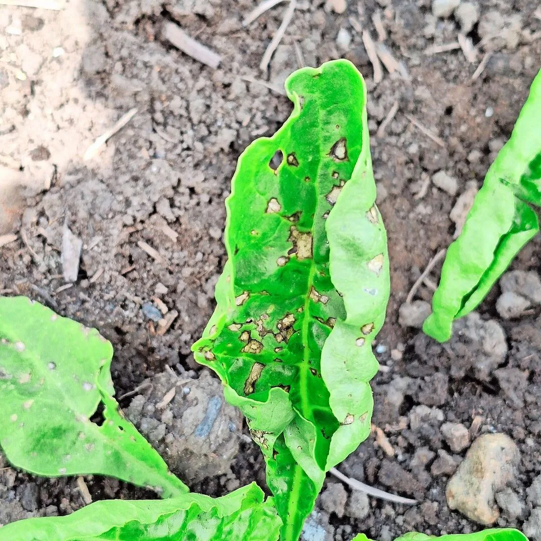 Pseudomonas treten tendenziell früher im Feld auf als Cercospora und verursachen keine ertragsrelevanten Schäden.