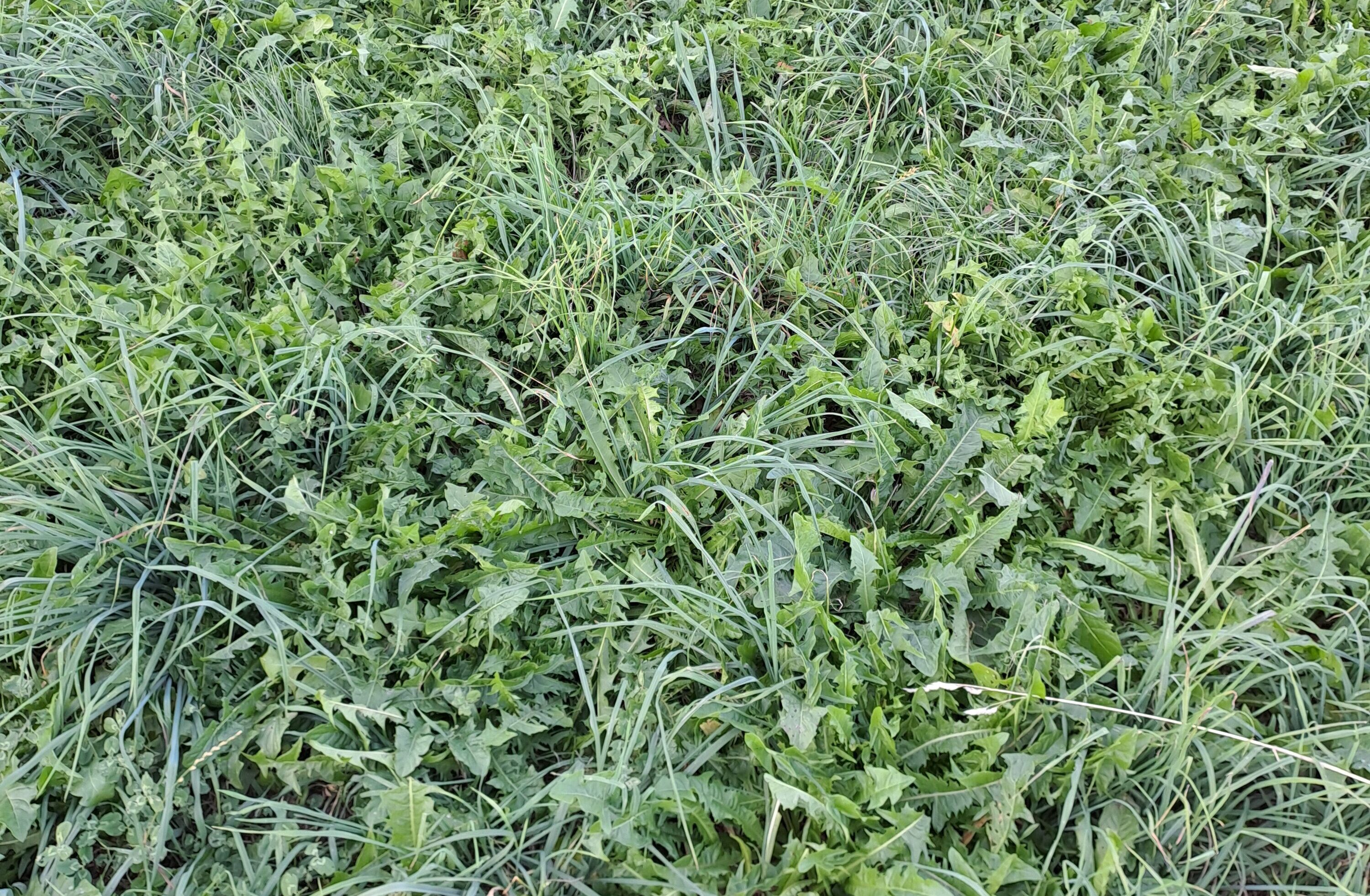 Wer das Gras im Herbst wegen Futtermangel zu lange beweidet und zu kurz abfressen lässt, büsst es im Frühling mit lückigen Beständen und Unkräutern.