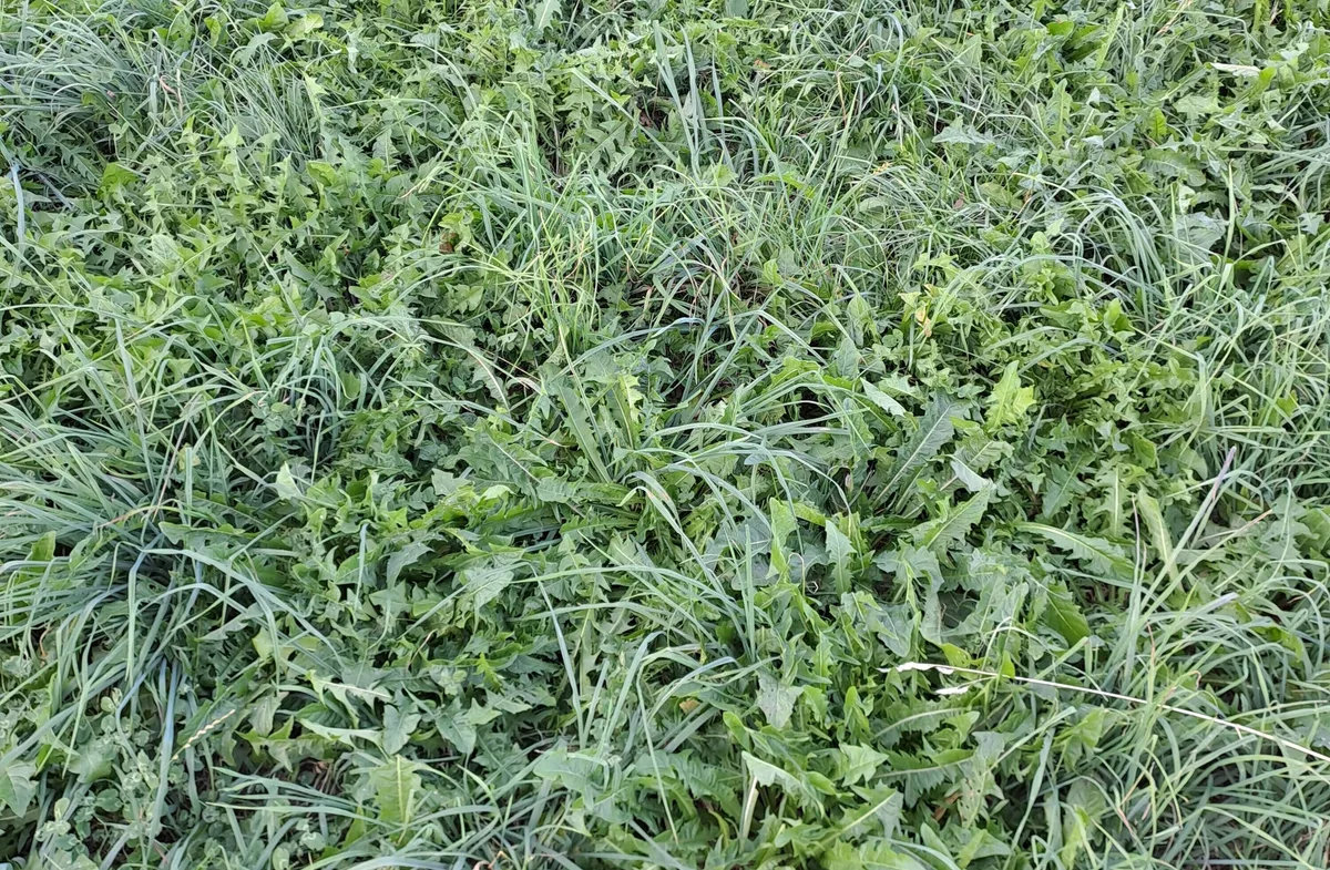 DG26_11_FA_Herbstgras Wer das Gras im Herbst wegen Futtermangel zu lange beweidet und zu kurz abfressen lässt, büsst es im Frühling mit lückigen Beständen und Unkräutern.