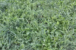 Wer das Gras im Herbst wegen Futtermangel zu lange beweidet und zu kurz abfressen lässt, büsst es im Frühling mit lückigen Beständen und Unkräutern.