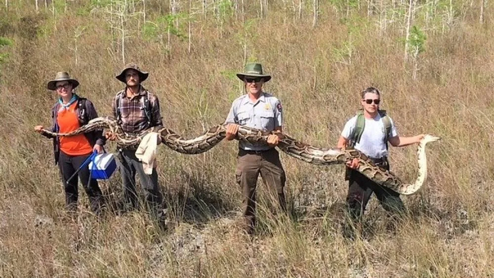 5d631e116f8ed9807c2de88e565bb8a1666e1e45 Das Schlangenweibchen ist demnach gross genug, um einen Hirsch zu verschlingen. (Bild Big Cypress National Preserve/Facebook)
