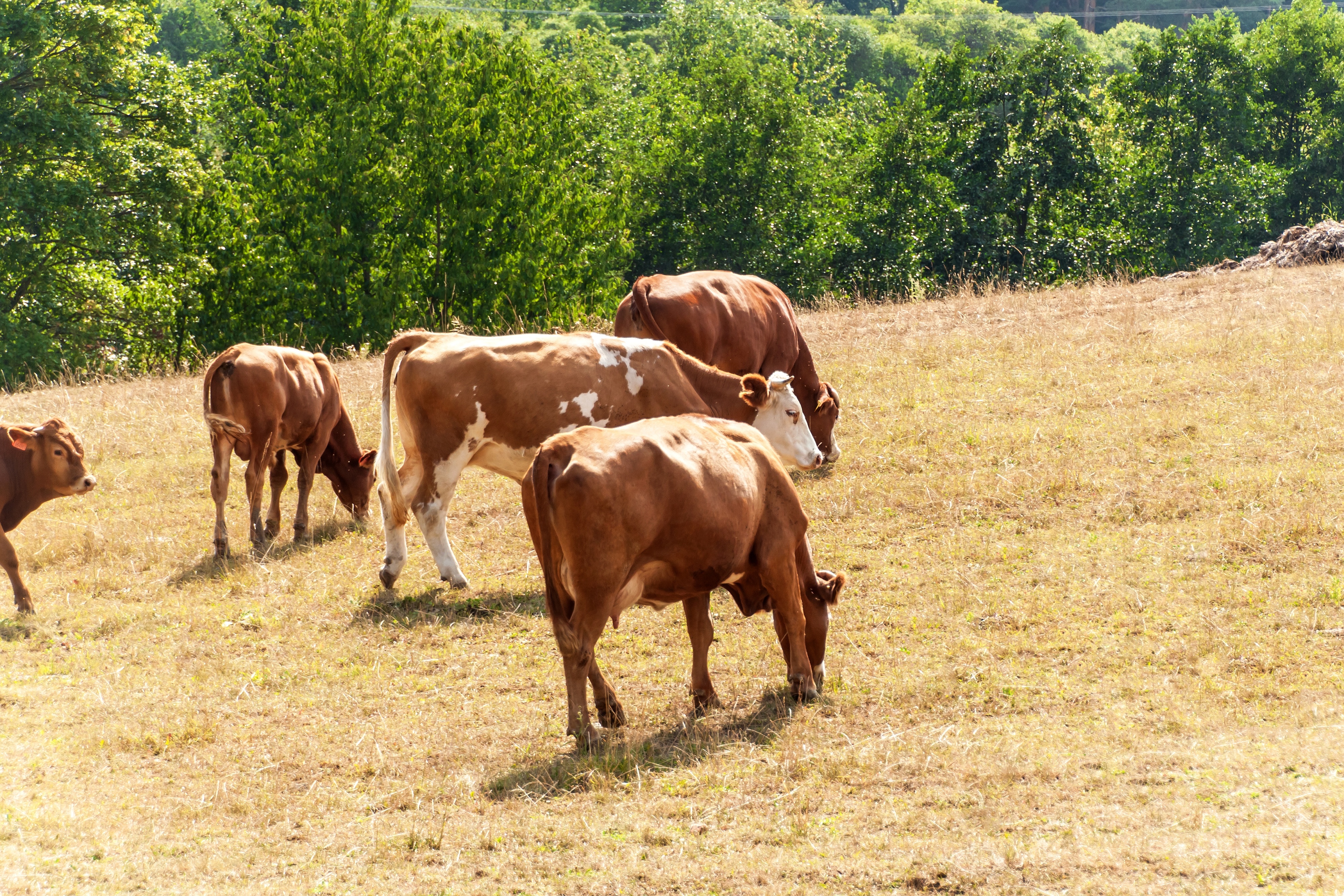 Mit zunehmenden Trockenperioden gewinnen Anpassungsmassnahmen und Versicherungen für die Resilienz von Graslandbetrieben an Bedeutung.
