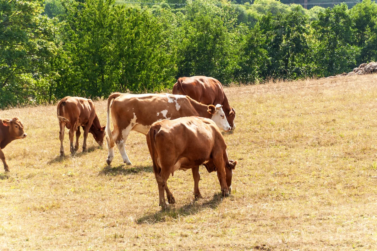 Mit zunehmenden Trockenperioden gewinnen Anpassungsmassnahmen und Versicherungen für die Resilienz von Graslandbetrieben an Bedeutung. Mit zunehmenden Trockenperioden gewinnen Anpassungsmassnahmen und Versicherungen für die Resilienz von Graslandbetrieben an Bedeutung.