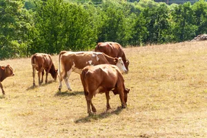 Mit zunehmenden Trockenperioden gewinnen Anpassungsmassnahmen und Versicherungen für die Resilienz von Graslandbetrieben an Bedeutung.