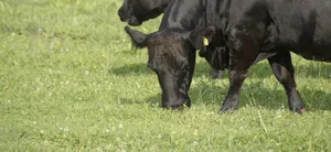 Konsumentinnen und Konsumenten wünschen Tierwohl. Eine wichtige Frage ist, ob sie auch im Laden danach greifen.