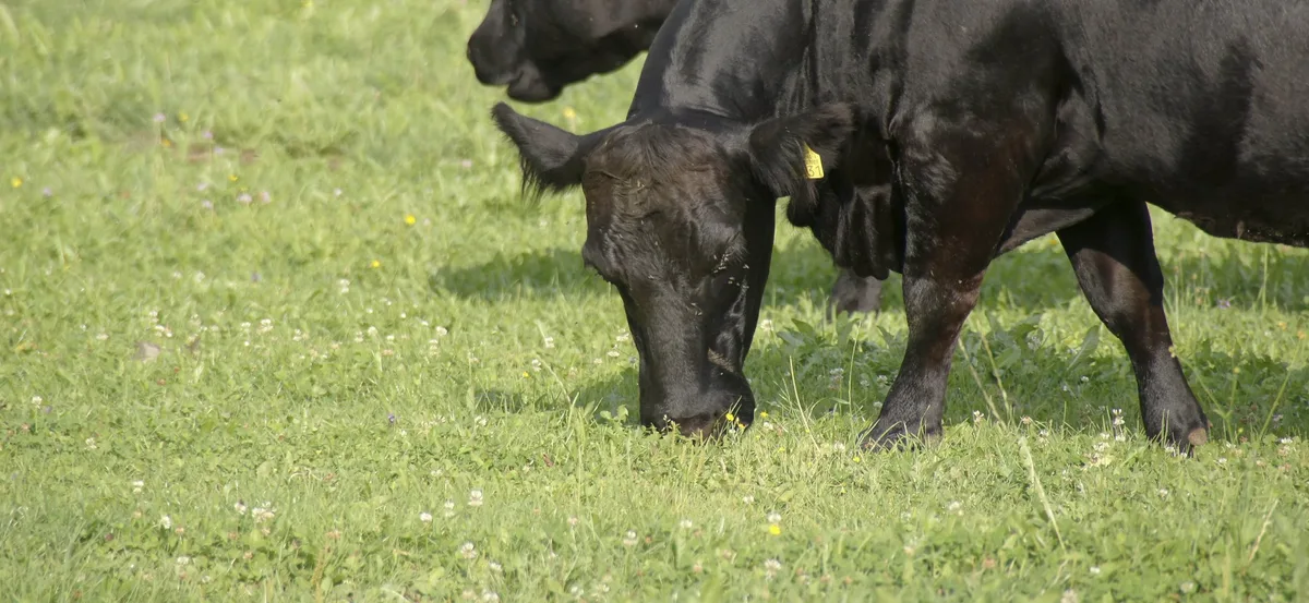 Neues LID-Dossier informiert über das Thema Tierwohl