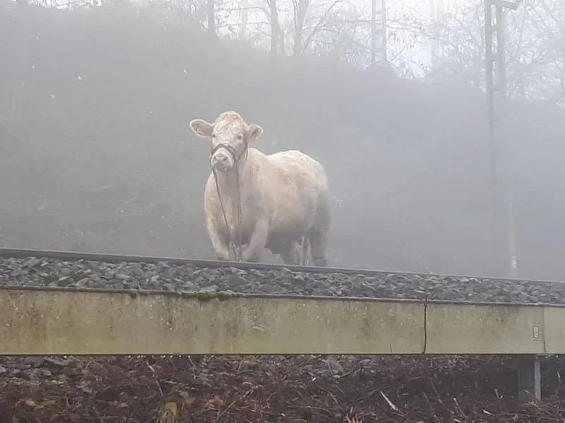 8310932b73ba64c00110013750cbdf9b93e5a834 Lotte folgte nach ihrem Ausbruch aus dem Tierspital den Schienen. (Bild Bundespolizei)