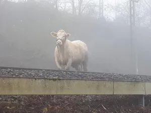 Lotte folgte nach ihrem Ausbruch aus dem Tierspital den Schienen. (Bild Bundespolizei)