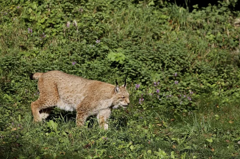 2c613337b892d6be9778e8231a9c199e5856ed4c Der Luchs steht mit seinem zurückhaltenderem Auftreten weniger im Fokus der Diskussionen. (pd)