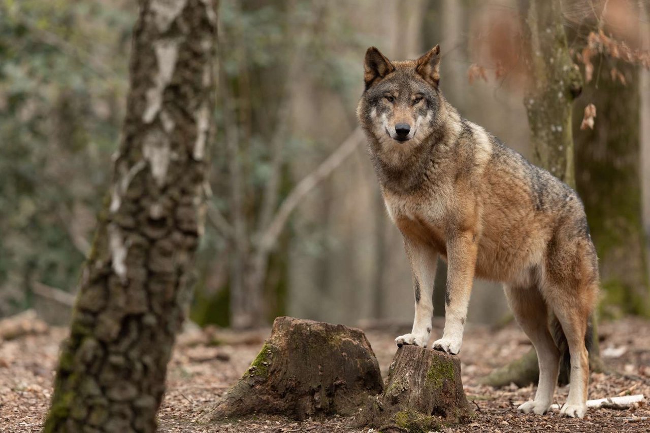 Regulierung des Wolfs: Es wird bereits über eine Initiative diskutiert
