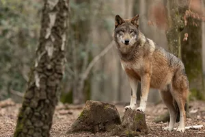 Es häufen sich die Meldungen über Wolfsrisse und Attacken, mittlerweile auch gegen grössere Nutztiere als Schafe oder Ziegen.