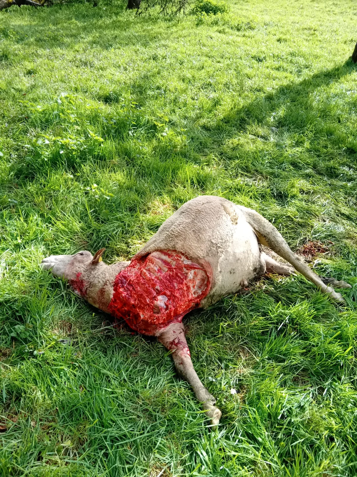 BZ-AKT1-31-Wolf Warum beissen Wölfe nur zu, statt Nutztiere zu töten und zu fressen?