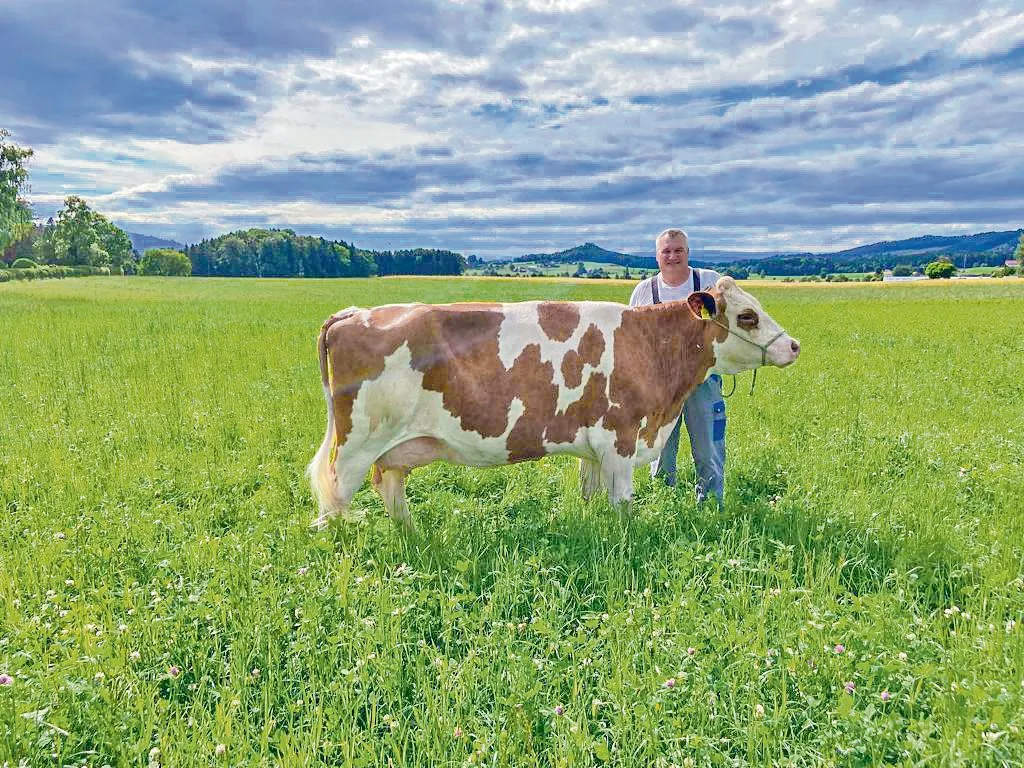 08001c40a4d34b899770fcc2c8bec6ff881ea2e7 Urs Matter aus Beitenwil hat für die BauernZeitung seine Daros ins hohe Gras gestellt. Der SF-Züchter bezeichnet sie als «die Liebste im Stall».(Bild Jasmin Lüthi)