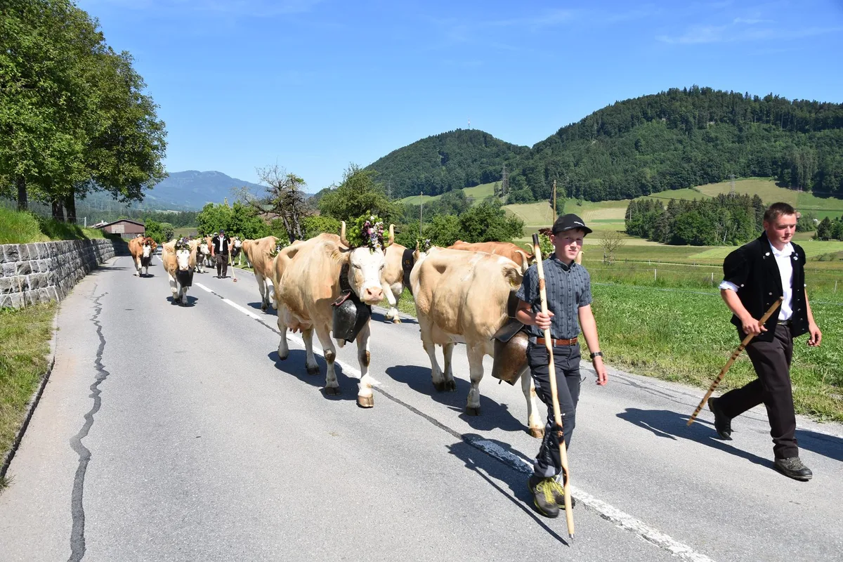 wuet1 Ein Leben auf dem Berg: Der Alpaufzug in Reutigen ging unter die Haut