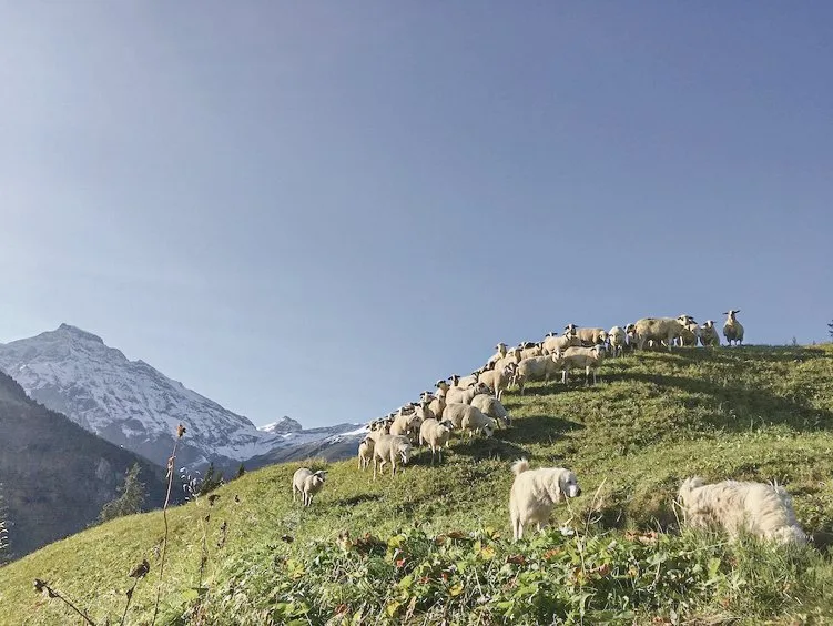 f17ce39c8f5f90318336288016cadf445b254a05 Die Schafe von Simon und Anita Buchli mit den Herdenschutzhunden auf der Alp. Der Bergbauer fragt sich manchmal, ob das Schaf neben dem Wolf künftig noch Platz hat. (Bild Pro Specie Rara)