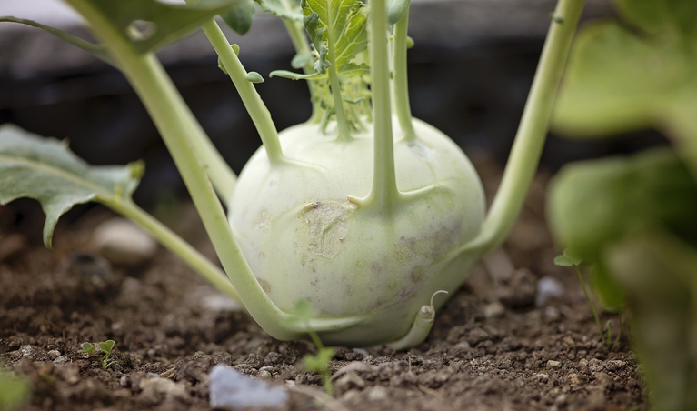 Von April bis November hat Schweizer Kohlrabi Saison. (lid/pd)