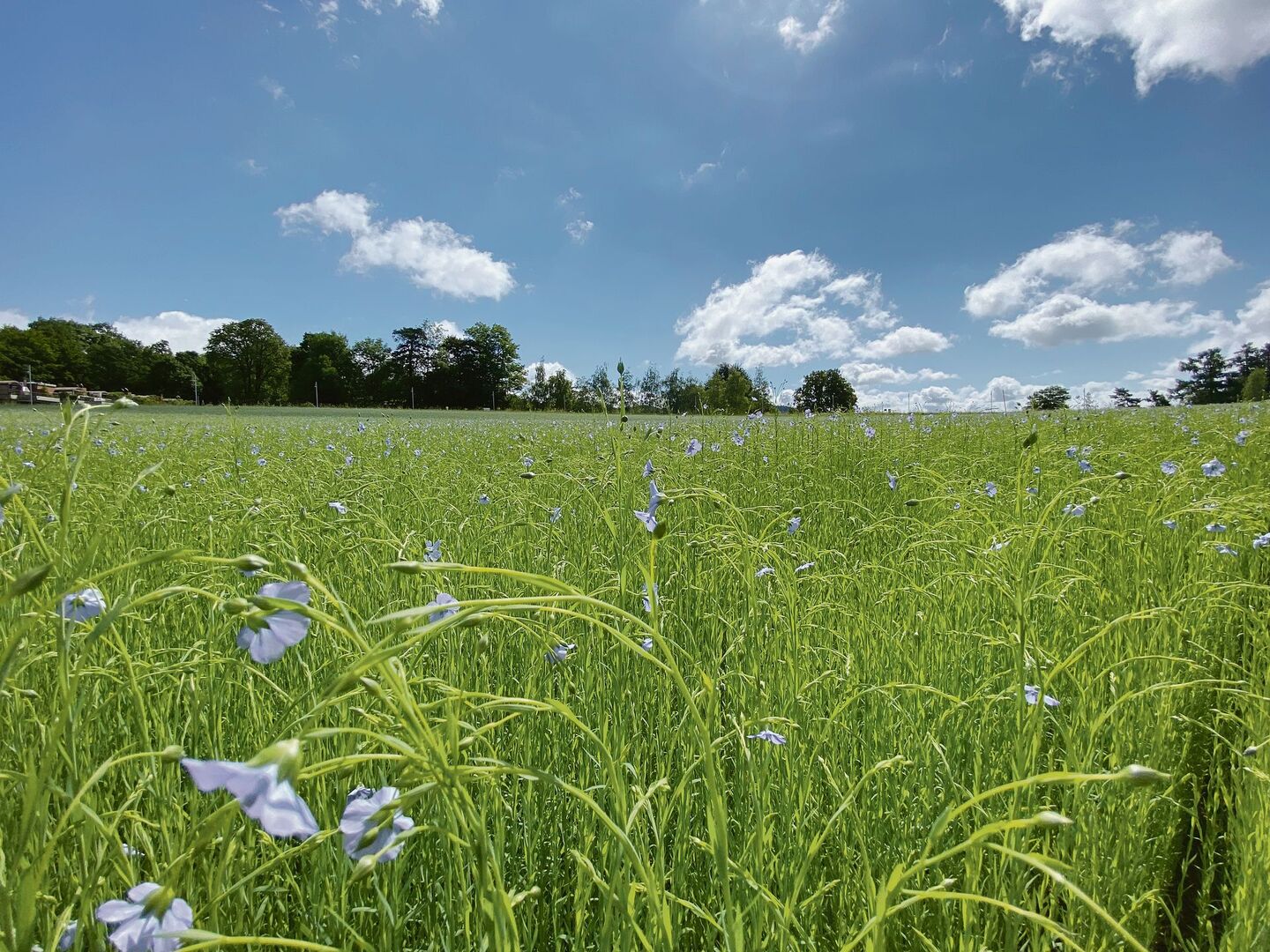 Von der Bauernregel über Wetterschmöcker bis hin zur meteorologischen Langzeitprognose – mittels komplexer Wettermodelle gibt es verschiedene Verfahren für längerfristige Wettervorhersagen.