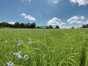 Von der Bauernregel über Wetterschmöcker bis hin zur meteorologischen Langzeitprognose – mittels komplexer Wettermodelle gibt es verschiedene Verfahren für längerfristige Wettervorhersagen.