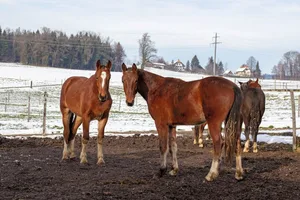 Christina und Bernhard Wüthrich züchten in Rubigen BE erfolgreich Freiberger: Einige der 1,5-Jährigen in der Gruppenhaltung.