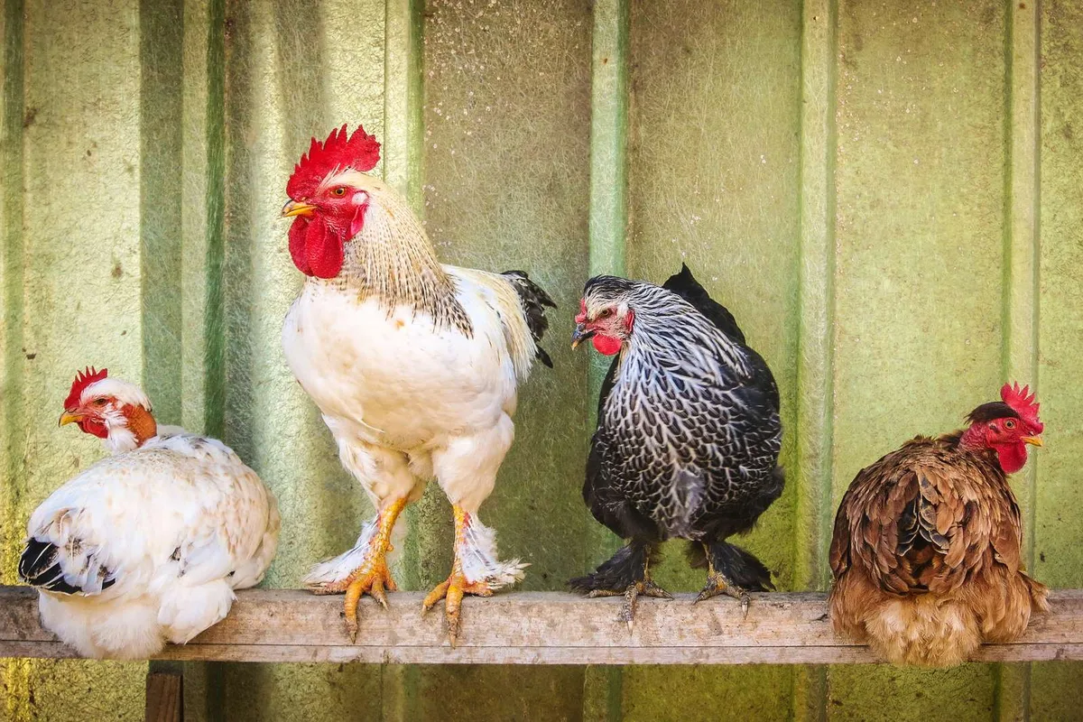 gefluegel So viele Nutztiere leben in der Schweiz
