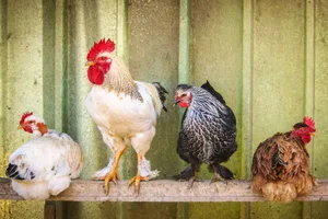 Die Zahl des in der Schweiz lebenden Geflügels steigt stetig.