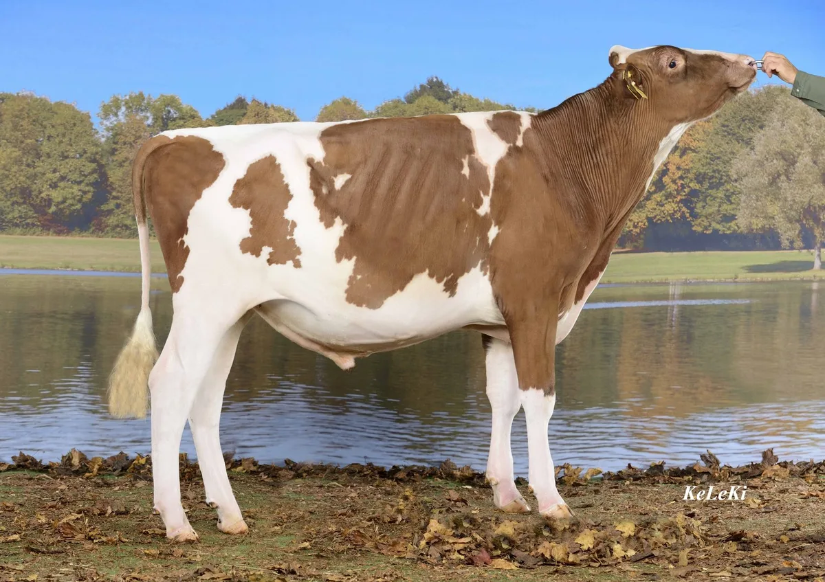 Vom Red Holstein-Stier "Red Impulse" wurden am meisten Samendosen seiner Rasse verkauft. (Keleki)