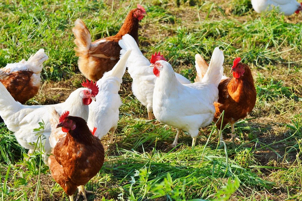BLV hebt Massnahmen zum Schutz vor der Vogelgrippe auf