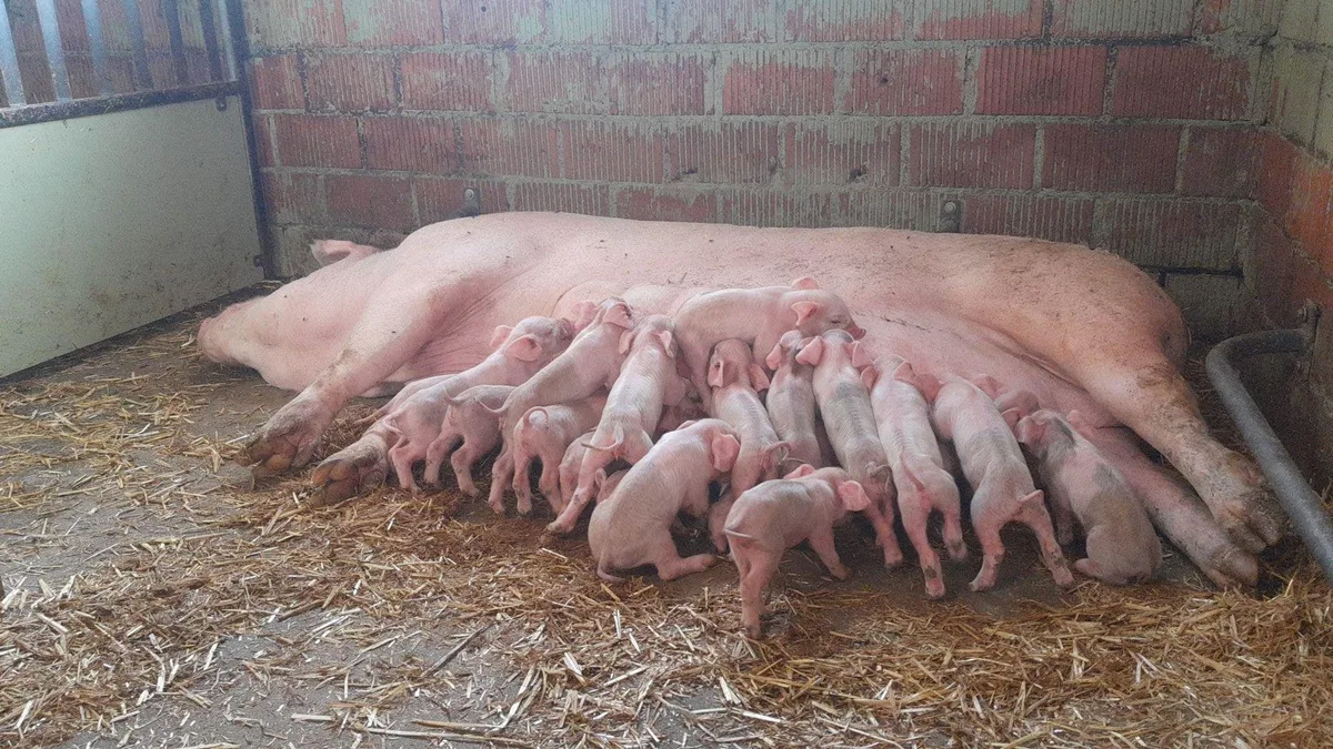 FrageFachmann_12 Schweinezucht: Ferkel versetzen lohnt sich – wenn richtig gemacht