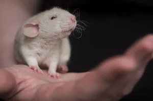 Die Initianten argumentieren mit der fehlenden Übertragbarkeit der Resultate aus Tierversuchen auf Menschen. Manchmal wird aber auch an Tieren geforscht, um ihre eigene Gesundheit verbessern zu können.