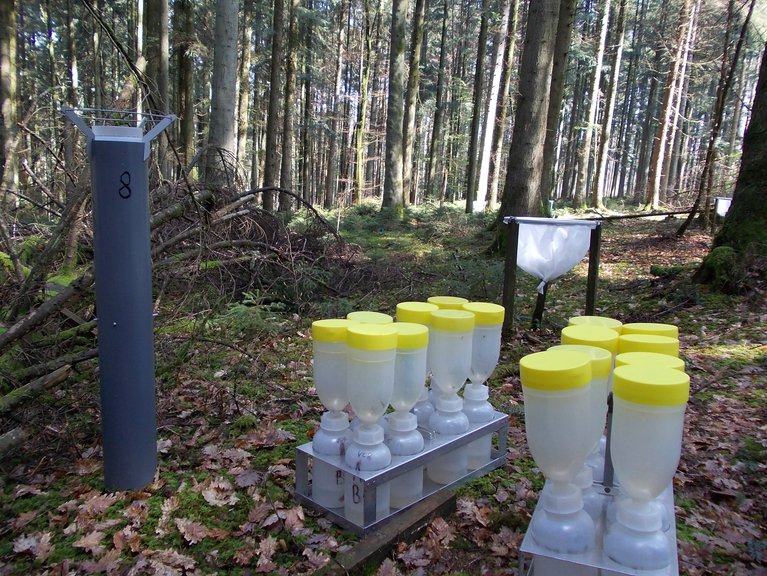 Austausch der Sammler zur Bestimmung des Stoffeintrags mit dem Regen auf der LWF-Fläche in Vordemwald AG. Im Hintergrund ein Streusammler (Bild Peter Waldner/WSL)