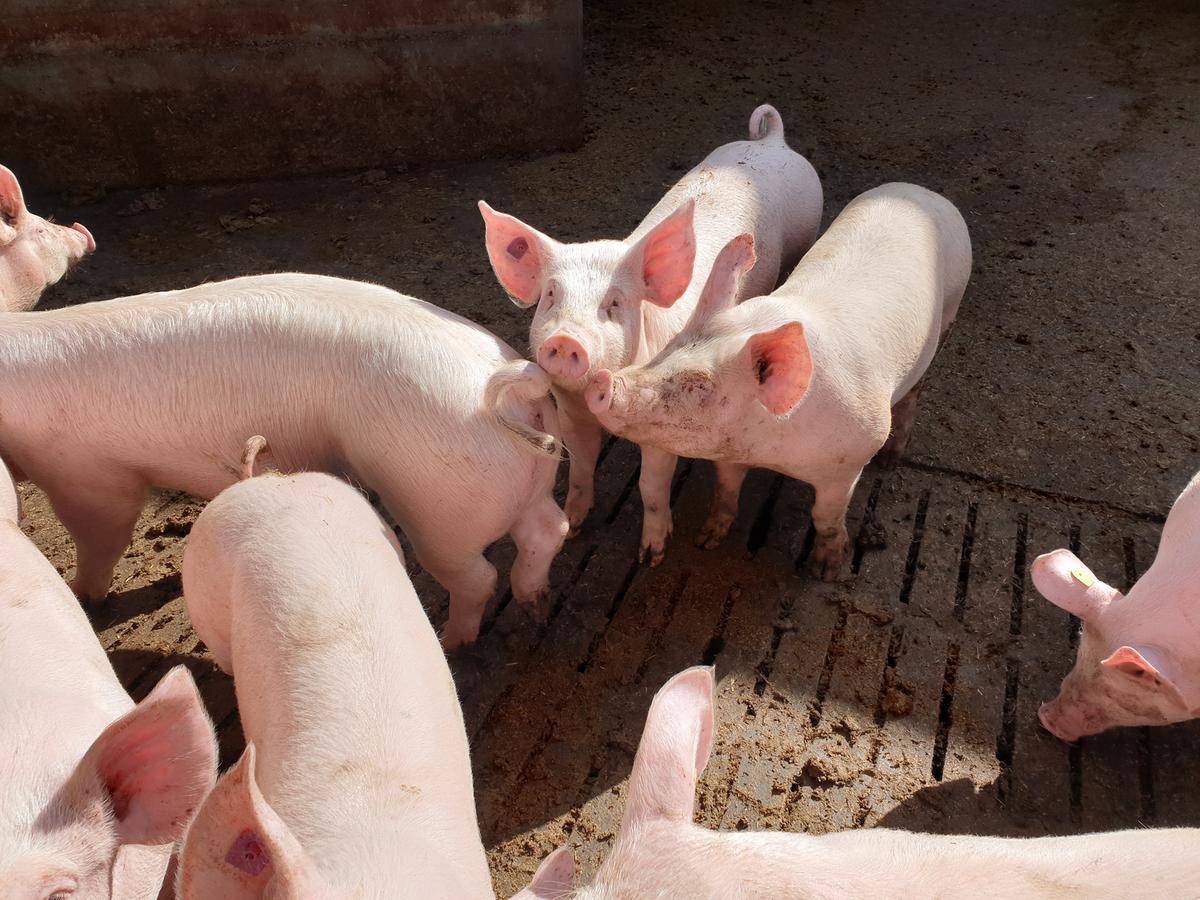 Die Schweinebranche öffnet den Notausgang