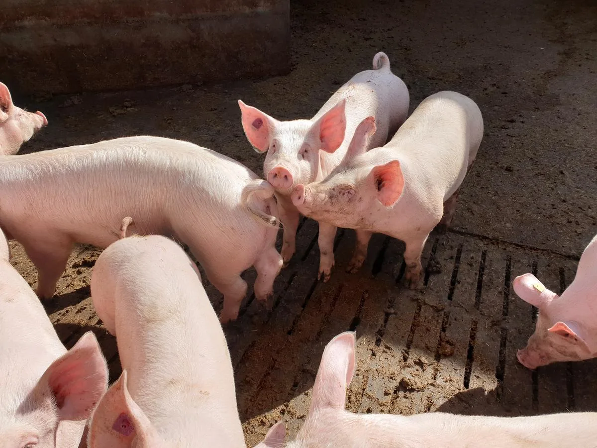 Die Schweinebranche öffnet den Notausgang