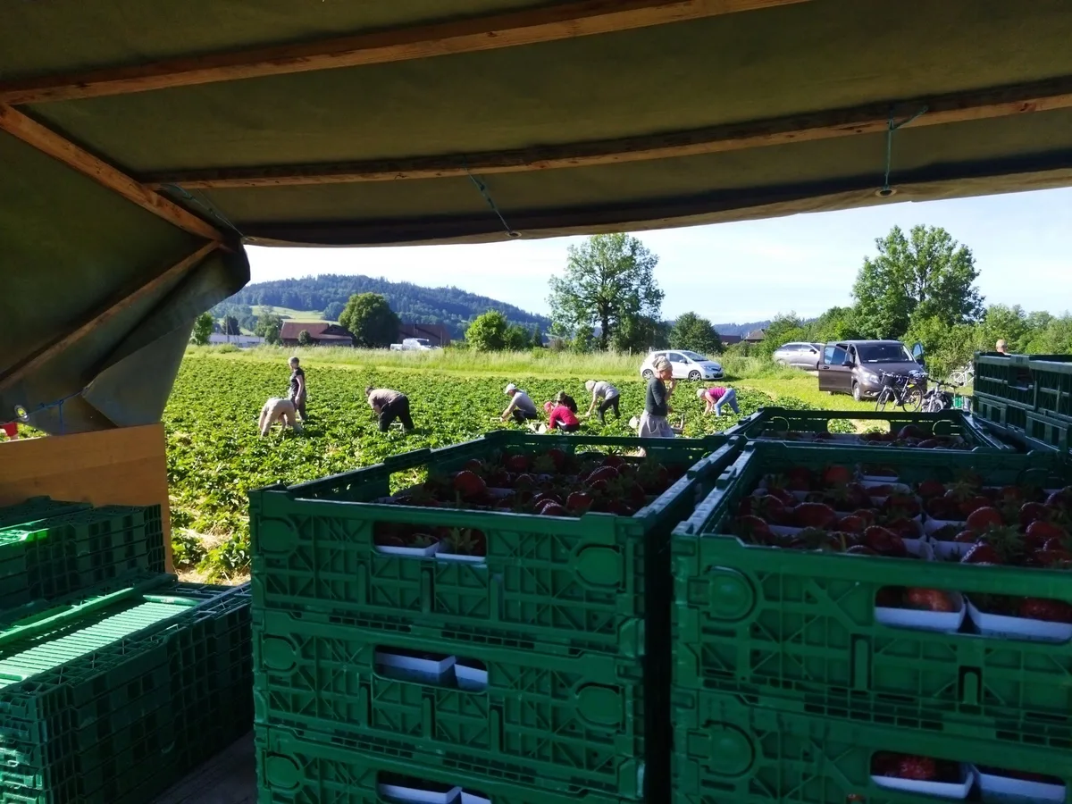IMG_20220527_085909 Erdbeeren auf Acker oder Plastik? Verschiedene Wege führen zur Köstlichkeit