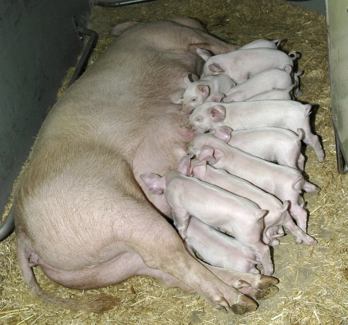4dd740fbd6260a833aa245ba8663476dd942d49e Die Wurfgrösse ist bei der Schweinezucht nicht das einzige Kriterium, dass es zu berücksichtigen gilt. (Bild Suisag/lid)