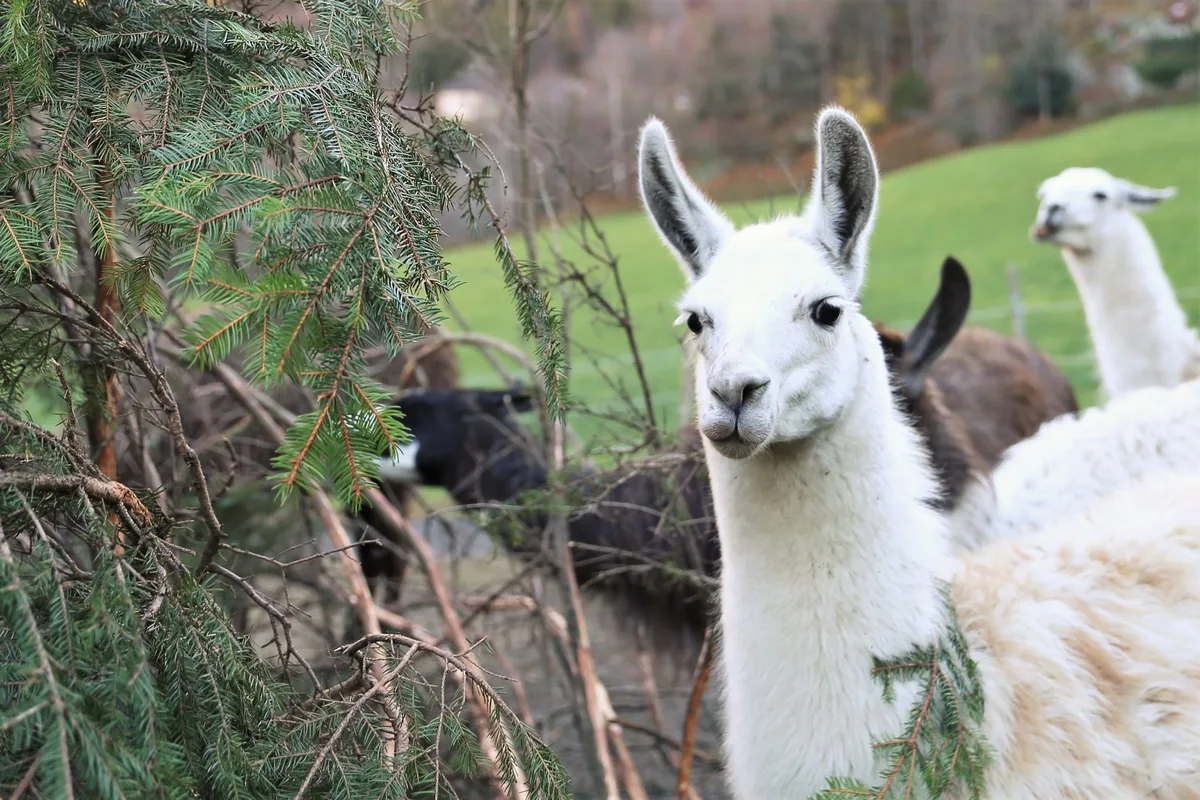 62aaca2151a3ddd1a4ff3fae71774ddd5eafbb6d Lamas lieben Tannäste, deren Verzehr sich positiv auf den Wurmbefall auswirkt. Dadurch konnte die Züchterfamilie Fedier in den vergangenen Jahren auf den Einsatz von Entwurmungsmittel verzichten. (Bilder Reto Betschart)