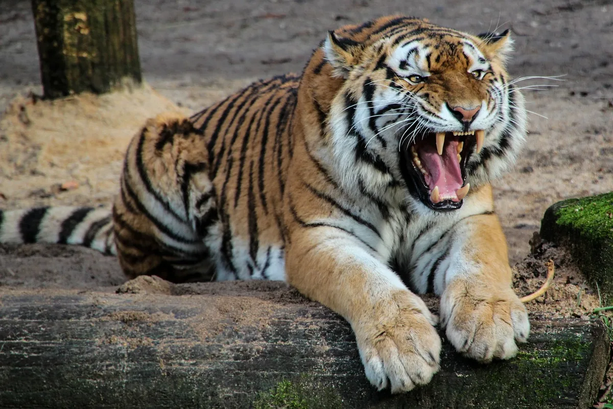 089cb9e397b2594e0214c58665cfb7c82db56ba5 In Nepal hat ein Tiger eine Frau beim Futtersammeln getötet. (Bild Pixabay)