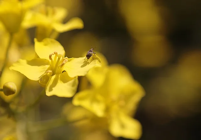 e77b2acfdacca8d48369ca6beb55d459d4431834 Möglicherweise könnten IP- oder Extenso-Programme dazu beigetragen haben, dass es um die Käfer-Biodiversität im Raps gemäss nicht repräsentativen Daten nicht schlecht zu stehen scheint. (Symbolbild Pixabay)